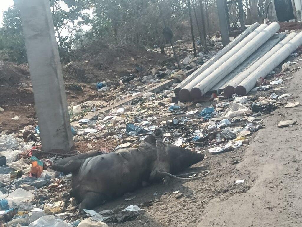 ప్రధాన రహదారుల్లో జంతు కళేబరాలు చెత్తతో ప్రజల ఇబ్బందులు